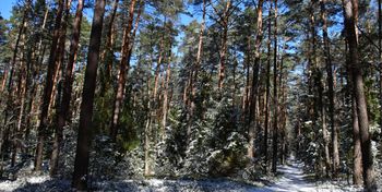 "Choinka pod ochroną". Straż Leśna rozpoczęła ogólnopolską akcję