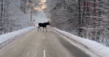 Kierowca zamarł. Wideo z polskiego lasu