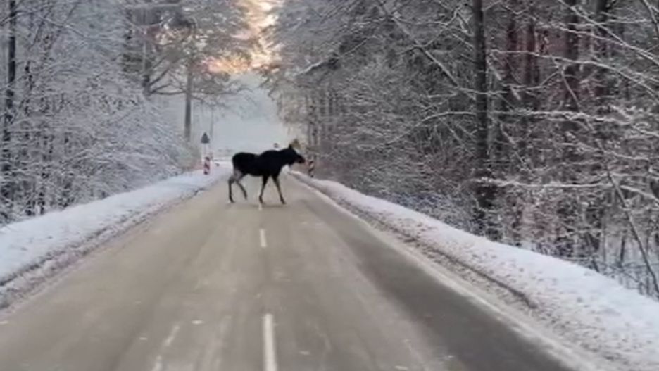 Łosie wyglądają spektakularnie, ale mogą być sporym zagrożeniem dla kierowców 