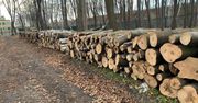 Gdańsk. Na Westerplatte wycięto ponad 200 drzew