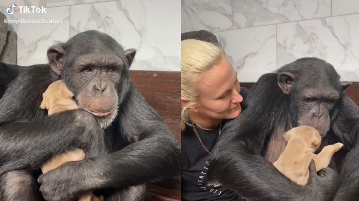 Szympans od razu zaprzyjaźnił się ze szczeniaczkiem.