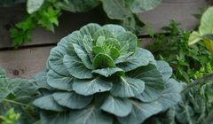 M&amp;CC dla Polskiej Izby Żywności Ekologicznej