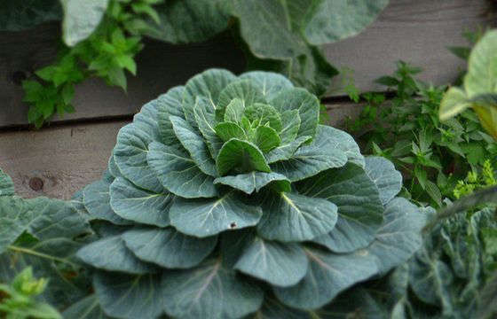 M&amp;CC dla Polskiej Izby Żywności Ekologicznej