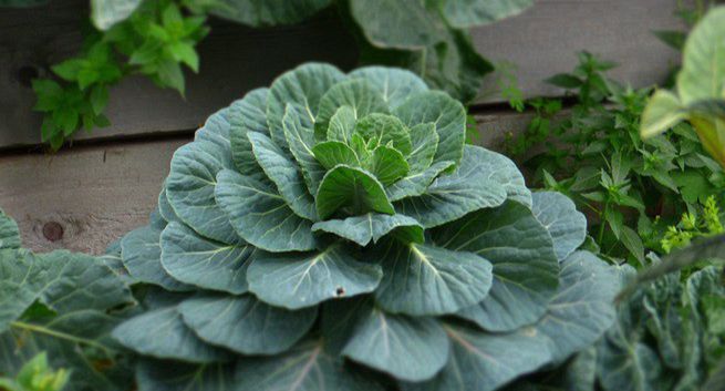 M&amp;CC dla Polskiej Izby Żywności Ekologicznej