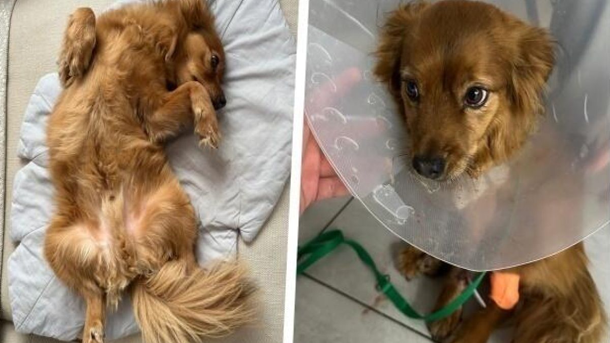 Fibo walczy o powrót do zdrowia 