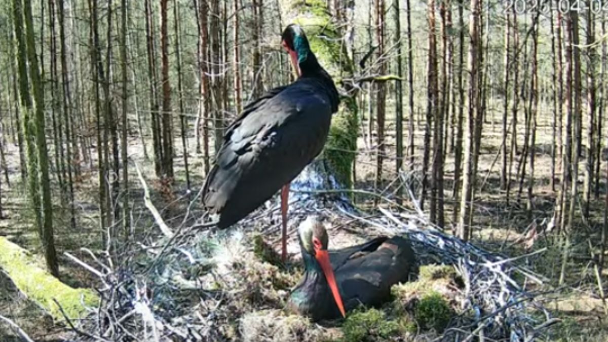 Bociany zachwycają internautów 