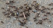 Wsyp w mrowisko. Po mrówkach w ogrodzie nie będzie śladu