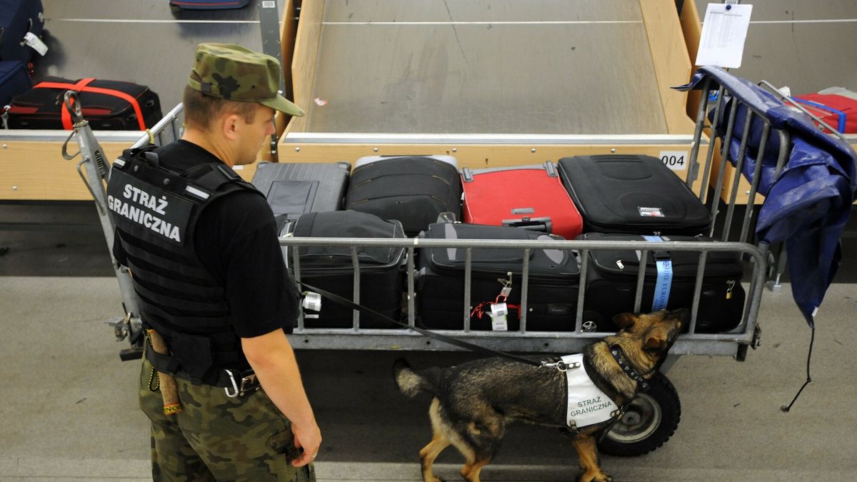 reporter7_baza
05.09.2012 Gdansk Port Lotniczy im Lecha Walesy Placowka Strazy Granicznej w Gdansku Rebiechowie wchodzaca w sklad Morskiego Oddzialu Strazy Granicznej imienia plka Karola Bacza Nz funkcjonariusz z psem sluzbowym przeszkolonym do wykrywania materialow wybuchowych w bagazach podroznych Fot. Wojciech Strozyk/REPORTER
Strozyk/REPORTER