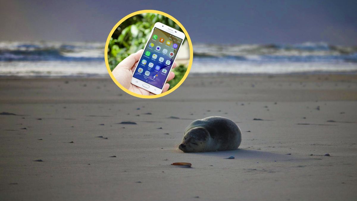 Co robić, gdy spotkamy fokę nad morzem?