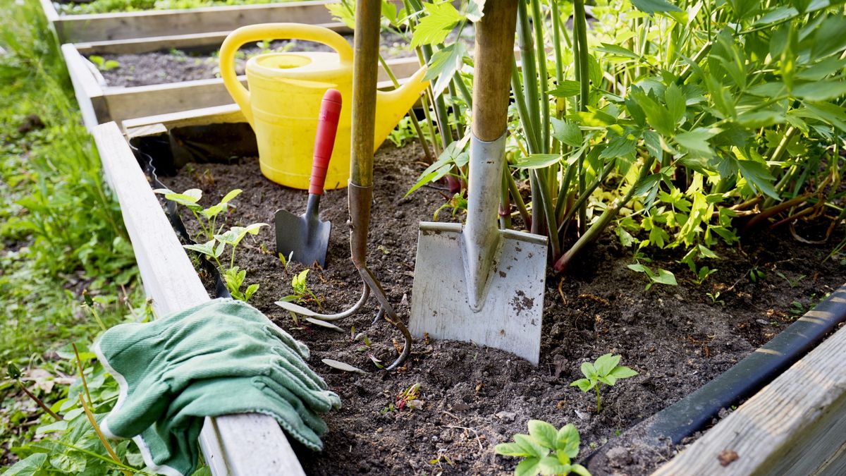Krzyżówka ogrodnicza