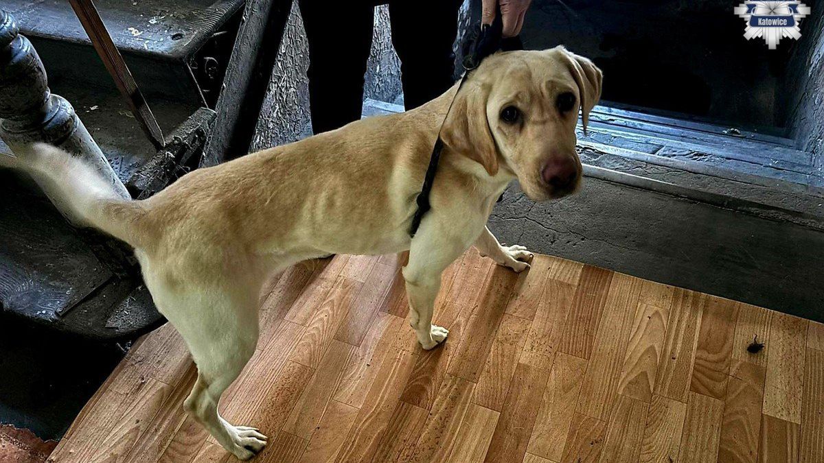 Policja odebrała właścicielce skrajnie zaniedbane psy