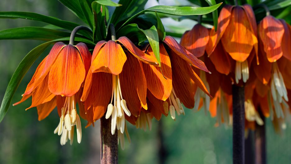 Fritillaria imperialis, czyli szachownica cesarska