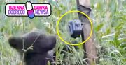 Niedźwiadek znalazł sobie nietypową "zabawkę". Leśnicy pokazali nagranie