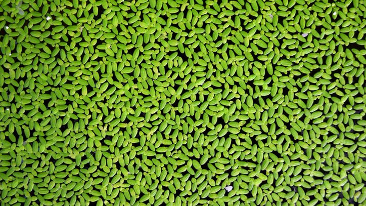 Zdrowy, zielony substytut mięsa? Coraz więcej badań na temat rzęsy wodnej