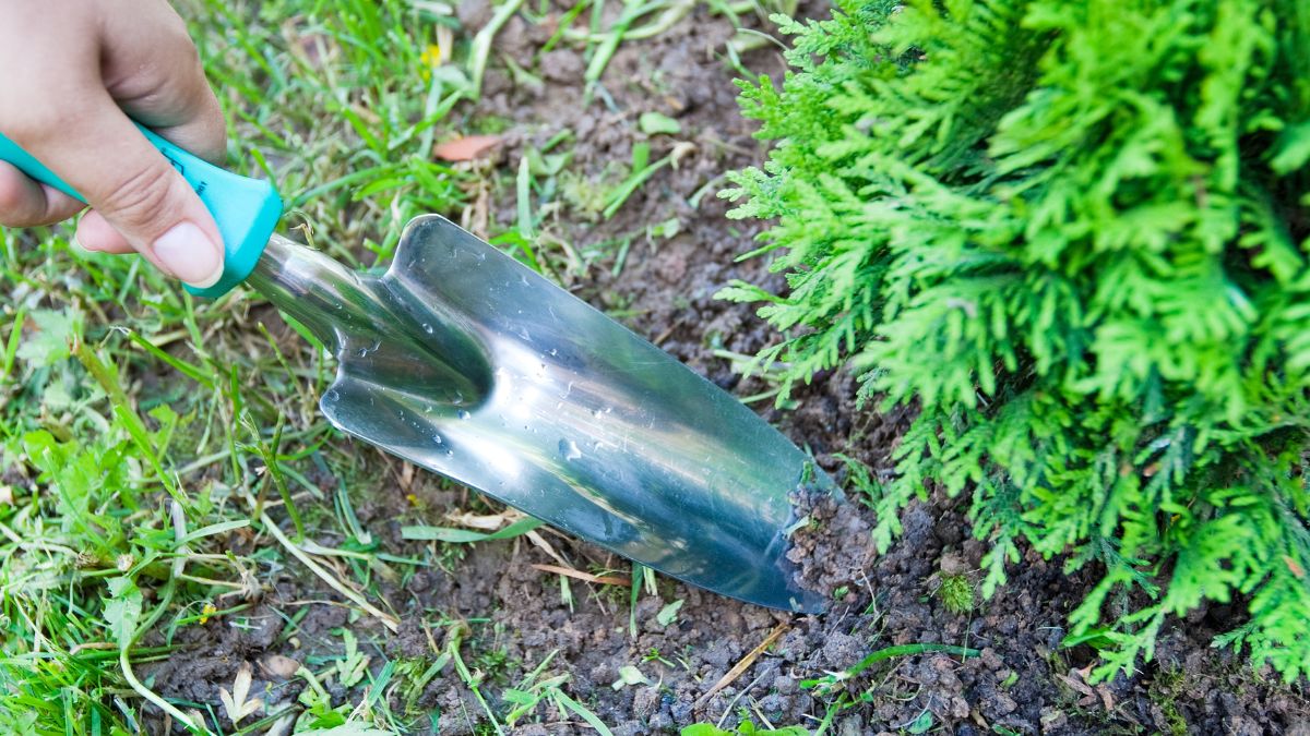 Tuje potrzebują nawożenia