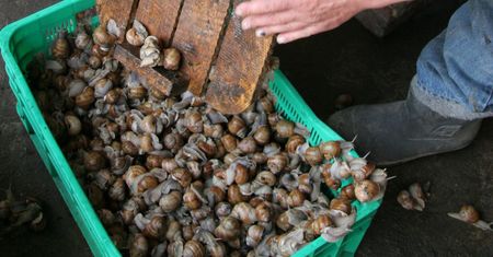 Płacą 5 zł za 1 kg. Najlepsi zbierają 12 kg w godzinę, tonę w sezon