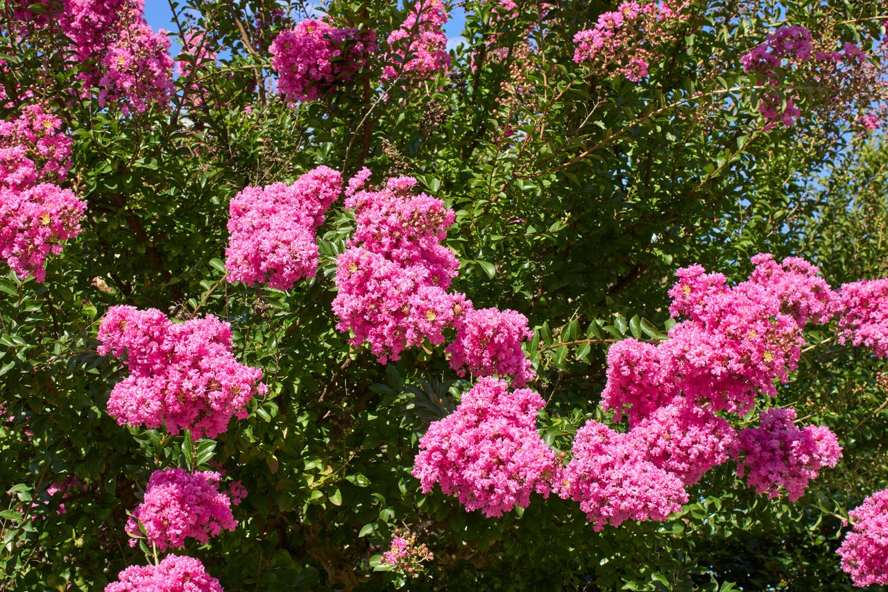 Lagerstroemia indica jest inaczej nazywana bzem południa