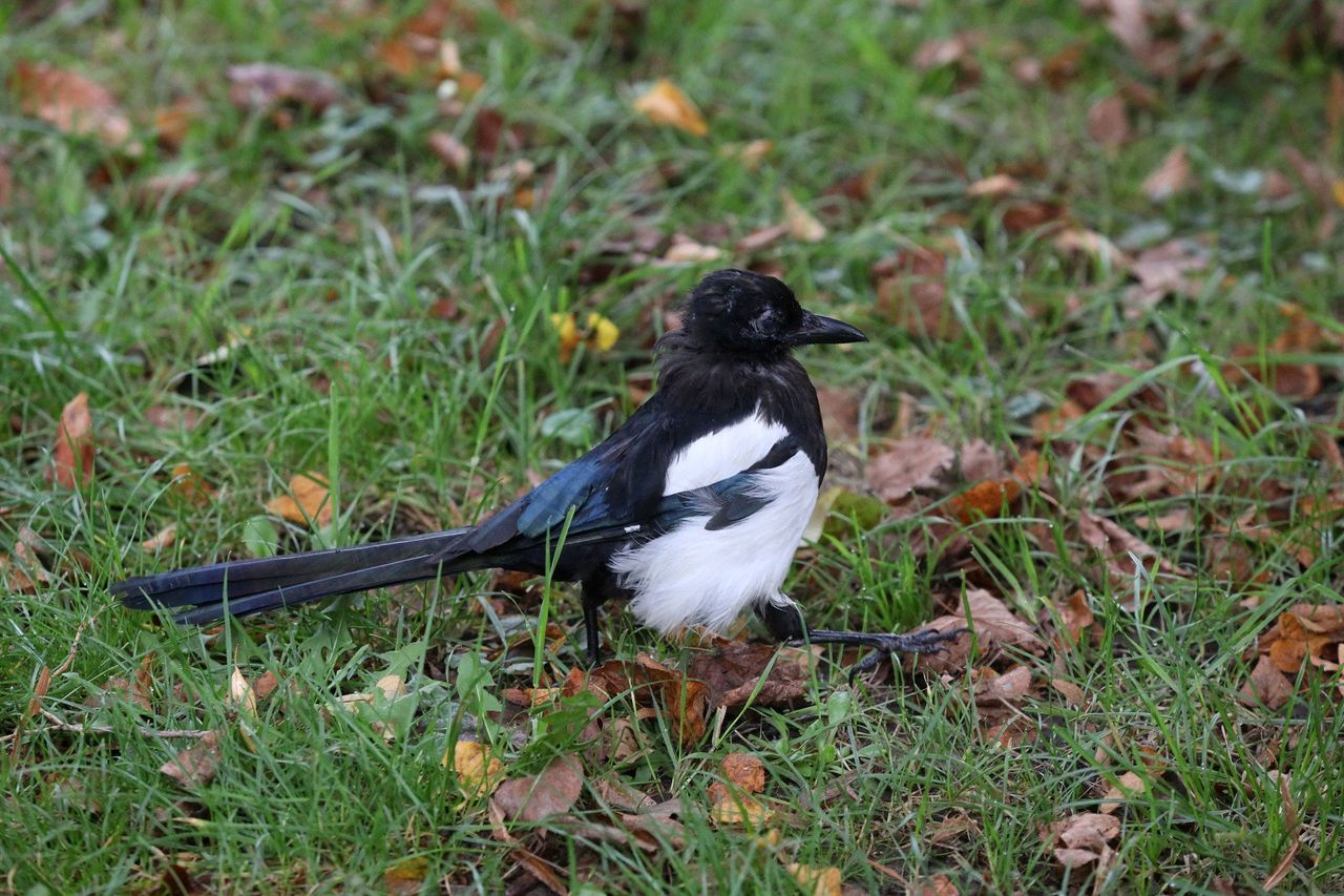 Skąd taka nieufność? To efekt dobrej pamięci.  I wina człowieka