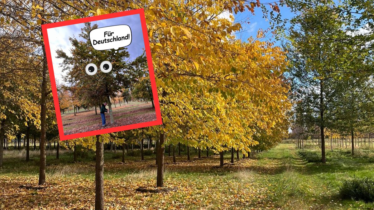 Na placu Centralnym w Warszawie pojawiły się drzewa z Niemiec. W sieci od razu zawrzało  