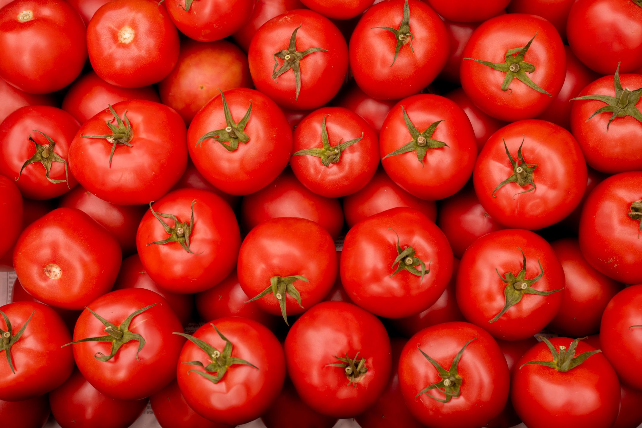 pomidor, pomidory, tomato, warzywa, warzywo, gospodarstwo, zdrowie, weganizm, pole, zbiory, lato, producent, farmer, targ, bazar, sprzedaż, naturalne, dobre, plony, owoce, sad, oranie, vegetables, vegetable, farm, health, vegan, field, harvest, summer, autumn, producer, market, bazaar, retail, natural, good, crops, fruits, orchard, plowing, fresh, red, jedzenie