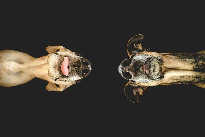 Pełne ekspresji portrety psów Elke Vogelsang 8