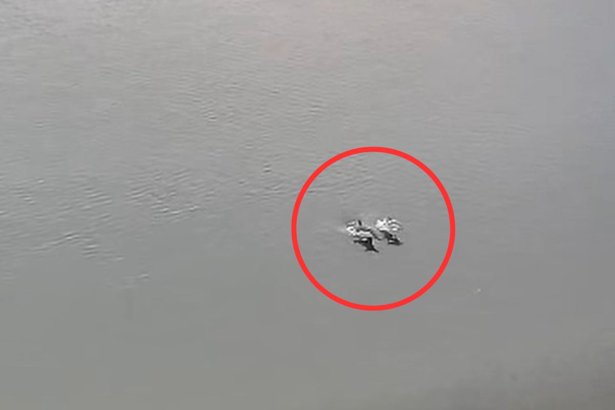 Delfiny w Odrze. Jest rozpoznanie. Pomylili je z morświnami