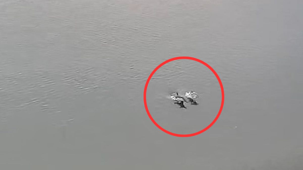 W Odrze zaobserwowano delfiny zwyczajne.