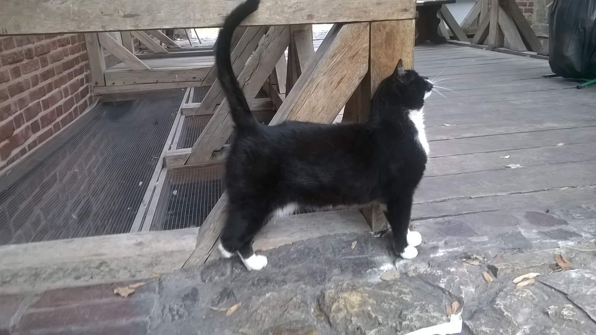 Kotka Berni od dwunastu lat zamieszkuje krakowski Barbakan