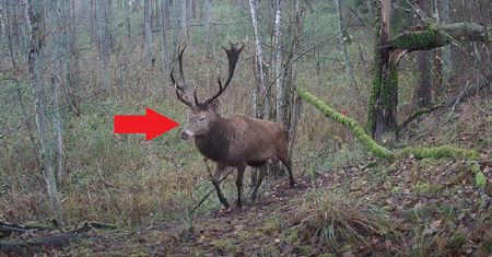 Kamera uchwyciła go w lesie. "Imponujące"