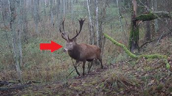 Kamera uchwyciła go w lesie. "Imponujące"