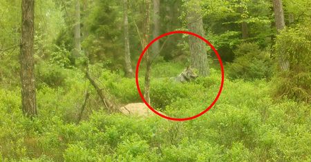 Niepokojące doniesienia o wilczycy z Borów Tucholskich