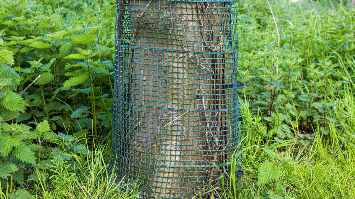 Green plastic netting wrapped around the base of a tree to protect it from gnawing animals
Close-up image of some green plastic netting wrapped around the base of a tree to protect it from gnawing animals
steve-goacher