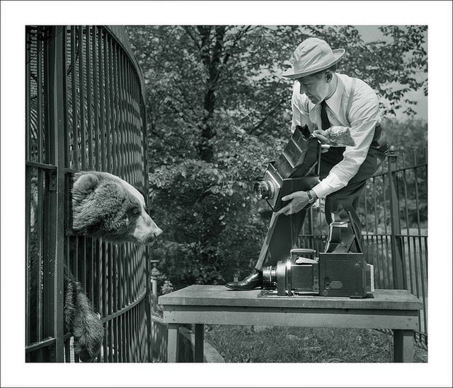 Fotoreporter stara się wykonać zbliżenie niedźwiedzia w Zoo w Brookfield, 1945 rok