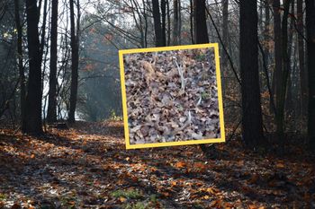 Leśnicy podekscytowani. Leżało pod liśćmi. Pokazali znalezisko z lasu