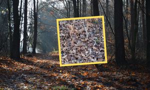 Leśnicy podekscytowani. Leżało pod liśćmi. Pokazali znalezisko z lasu