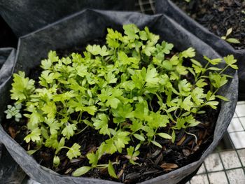 Kiedy siać seler na rozsadę? Nie przegap terminu