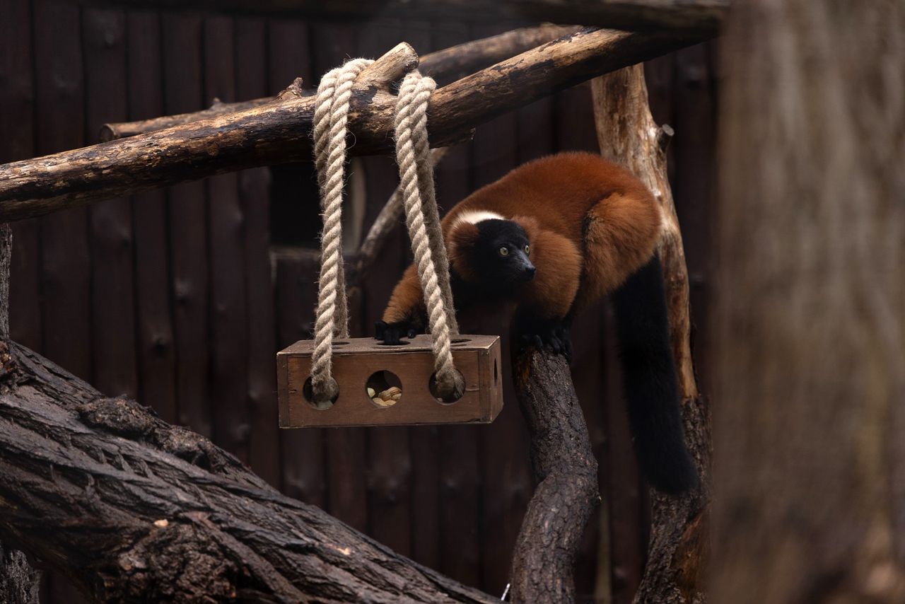 Szamoca, Adoany i Igo lemury wyginają śmiało ciało w płockim zoo!