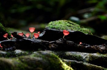 "Elfie kielichy" w polskich lasach. Już się pojawiły