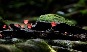 "Elfie kielichy" w polskich lasach. Już się pojawiły