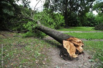 Armagedon w powiecie poznańskim po wielkiej burzy. Te gminy ucierpiały najbardziej. W wielu miejscach wciąż nie ma prądu