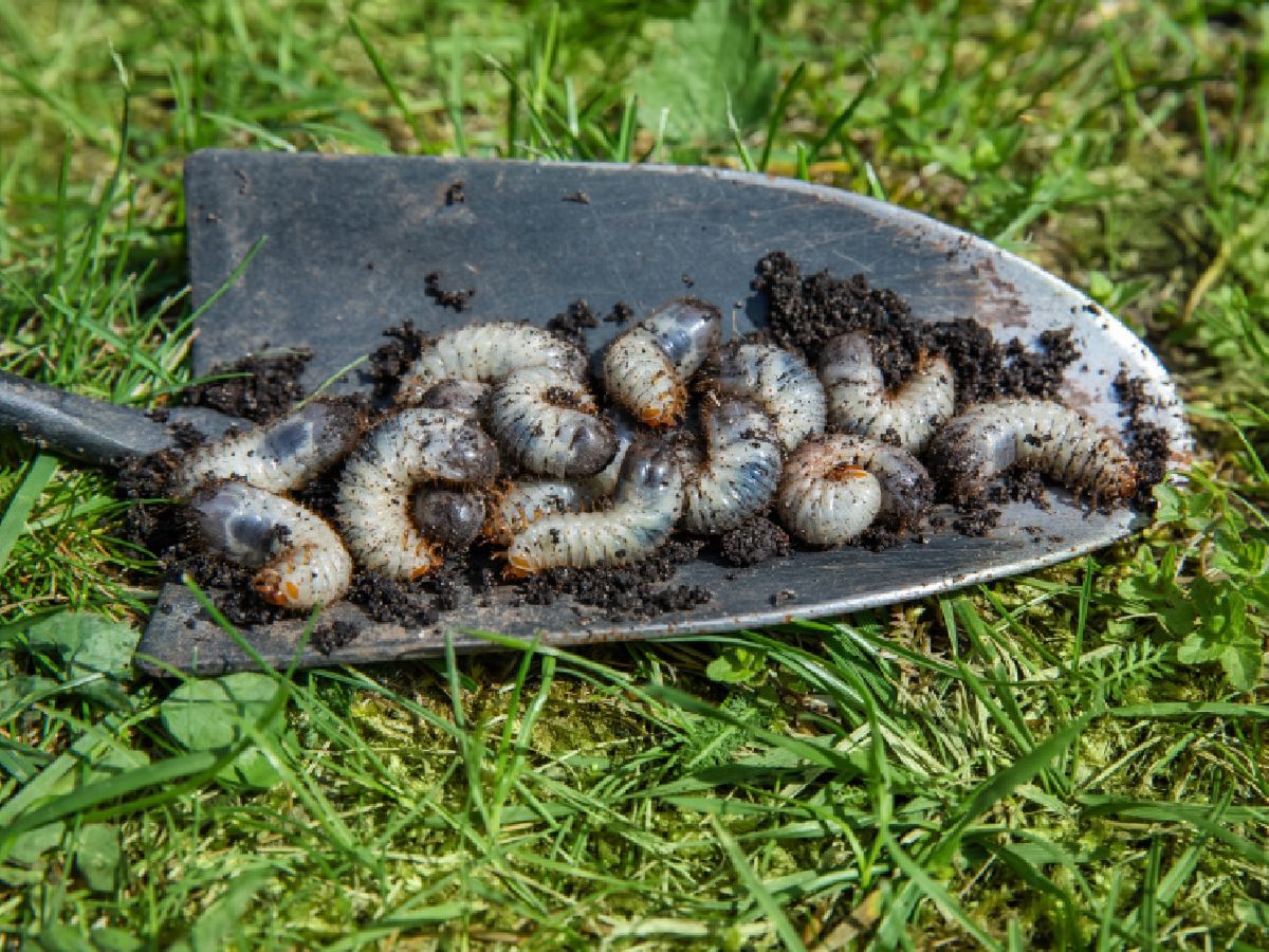 Rainfarn statt Chemie: Natürliche Lösung gegen Engerlinge im Garten