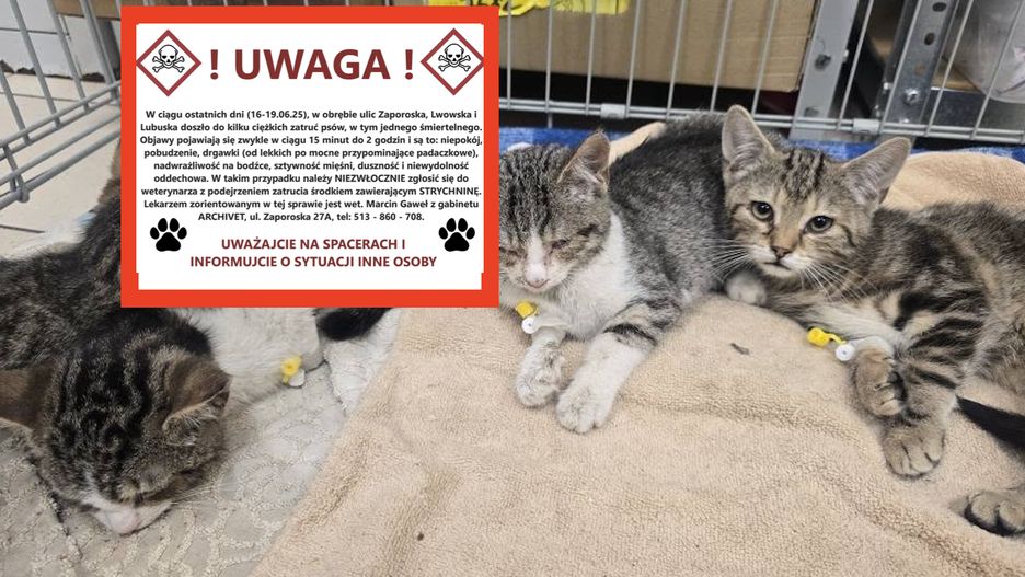 Zatrute koty i psy we Wrocławiu. Weterynarze twierdzą, że ktoś 
