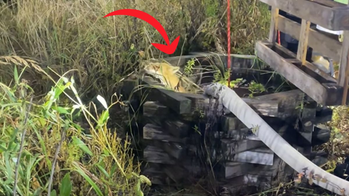  Strażacy wydobyli ze studni psa oraz lisa