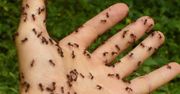 Mrówki są wszędzie? Proste triki na to, by się ich pozbyć