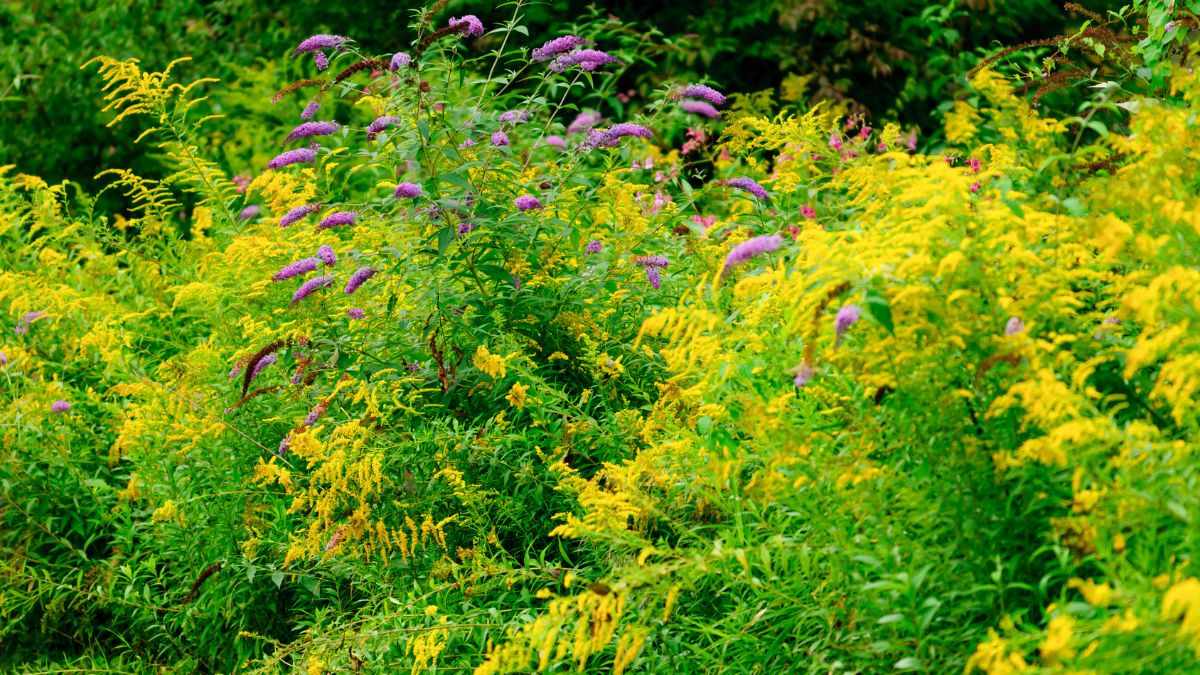Nawłoć uważa się za chwast