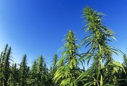 Wiceminister zdrowia o wykorzystaniu konopi w medycynie