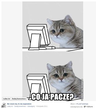 Kot, który paczy. Krótka historia internetowego mema