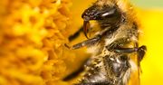 Przemytnika zdradzi... wysunięty języczek pszczoły
