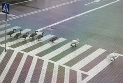 Wrocław. Łabądź, bądź bezpieczny na drodze. Ptasia rodzina pod opieką MPWiK