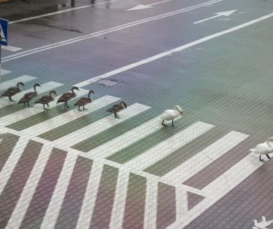 Wrocław. Łabądź, bądź bezpieczny na drodze. Ptasia rodzina pod opieką MPWiK